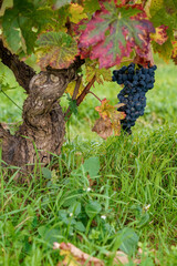 Old vineyard with the first colours of autumn with its ecologically cultivated grape bunch.