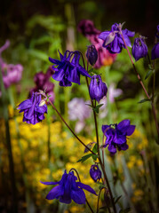 Bright blue columbine against the background of other flowers blooming in the garden.