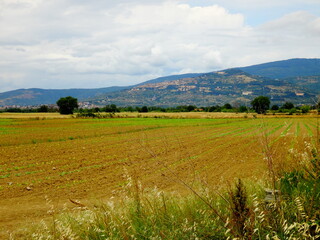 Fototapeta premium Golden harvest