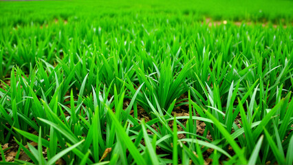 Lush Green Grass Field Captivating Nature's Splendor