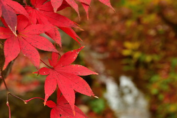 弥彦もみじ谷の紅葉（新潟県）