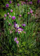 Fototapeta premium Flower arrangement columbine and chives blooming in the garden.