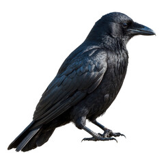 Black Carrion Crow Perched