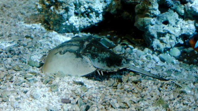 Horseshoe Crab Digging Underwater