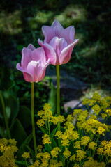 Obraz premium Pink tulips against a background of yellow small flowers blooming in the garden.
