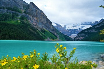 Yellow flowers in front of blue lake and the mountains  