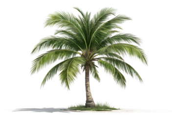 Palm tree on a tropical beach with clear water and blue sky