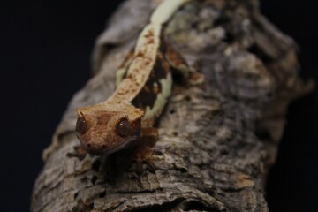 Naklejka premium Lilly White Crested gecko 