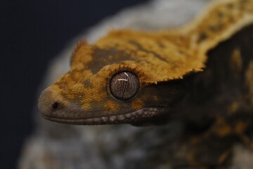 Crested gecko adventure 