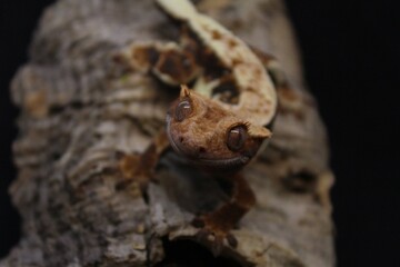 Lilly White Crested gecko 