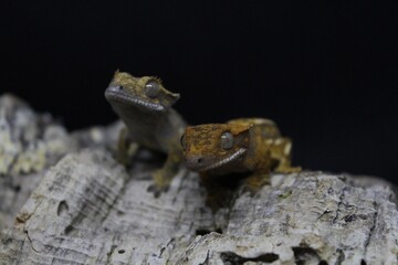 Two Brother Geckos