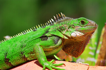 Green iguana