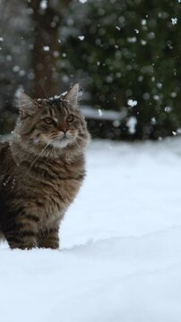 SLOW MOTION CLOSE UP: Portrait of a cute domestic cat standing in snowy garden and looking into camera. Big gray striped cat enjoying wintertime outdoors. White snowflakes snowing on brown cat