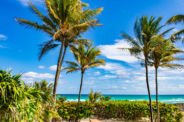 Obraz premium Golden beach with palm trees, Ocean Boulevard, Miami, USA