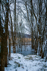 A flooded planting of acacia trees, leafless, with snow lying around them against a grey sky