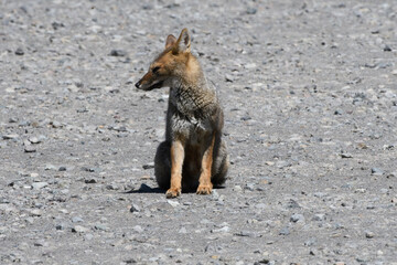 Fox in Puyehue