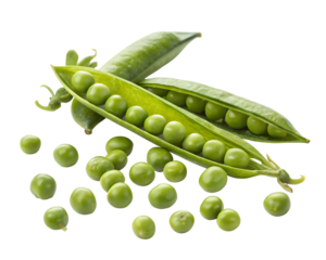 fresh green peas in pods and scattered around a transparent background