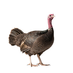 Turkey bird standing isolated on a Transparent background showcasing detailed feathers and characteristics, Turkey bird isolated on PNG background