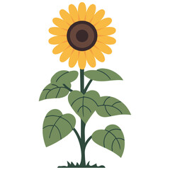 Sunflower with green leaves isolated��