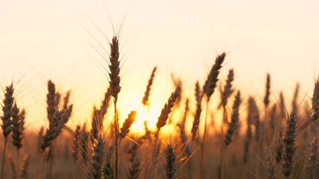 Golden dry wheat field stems with grains silhouette at bright sun sunset sunrise dusk sky horizon closeup. Autumn rye meadow natural plant at picturesque sunny light fall seasonal countryside harvest