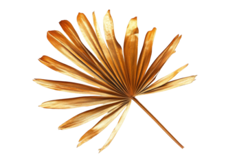 Dried palm leaf isolated on a white background, top view. Palm tree branch with golden leaves, png