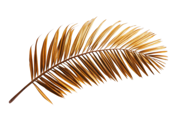 Dried palm leaf isolated on a white background, top view. Palm tree branch with golden leaves, png