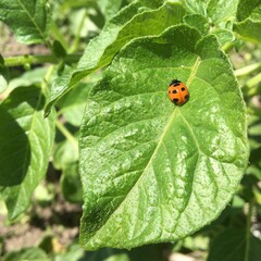 葉っぱとてんとう虫