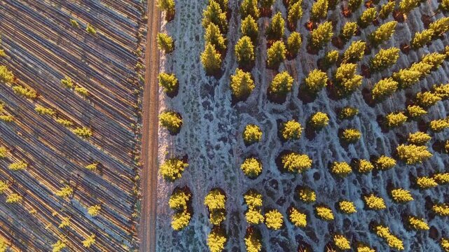 Aerial view of colorful autumn vineyard landscape with parallel rows of vines