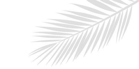 An Intricate Shadow of a Tropical Palm Leaf Branch Showing in the Upper Right Corner Isolated on a Transparent or White Background