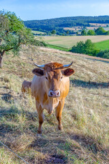 Cows grazing at the green meadow in sunset