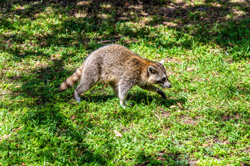 racoon looking for some food to eat