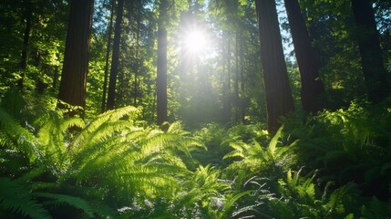 Lush Green Forest Sunlight Nature Scene