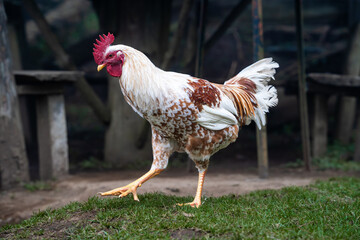 A proud rooster with a mix of white and reddish-brown feathers walks confidently on a patch of green grass.