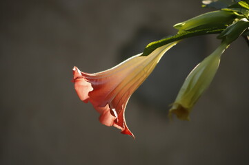 Uma bela flor copo-de-leite vermelha.