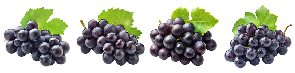 Fresh dark grapes green leaves still on stems harvest ready