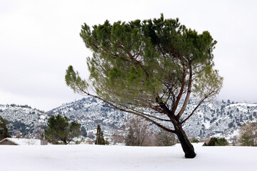 A tilted pine tree in the snow.  It is in a landscape, horizontal presentation.