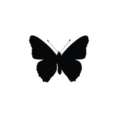 Moth insect silhouette on transparent background