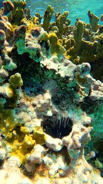 Close-Up of Black Sea Urchin Hiding in Coral Reef Crevice in Cozumel Mexico in the Caribbean Sea 