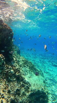 Vibrant School of Sergeant Majors Swimming Near Coral Reef in Cozumel's Clear Waters