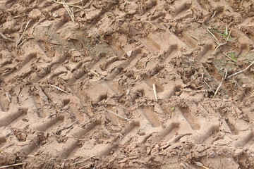 Tractor tire marks in the rice field