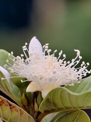 flower of a guava