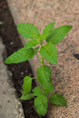 Holy Basil Thriving in a Small Urban Space