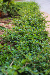 Vibrant Green Hedge Growing Along the Pathway