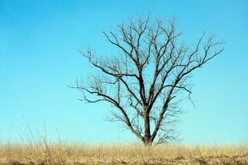 A large tree with blue sky and wheat grass.