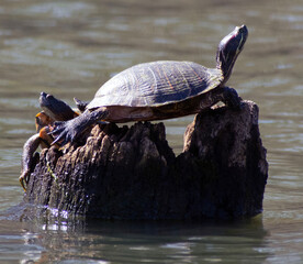 Two turtles on a tree stump in the water.