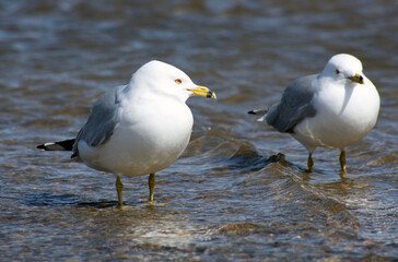 Close up of two white seagulls standing in the water.