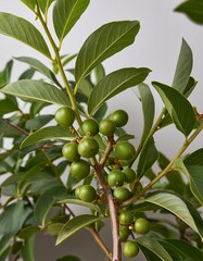 Unripe fruits on a branch