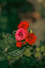 red and yellow roses