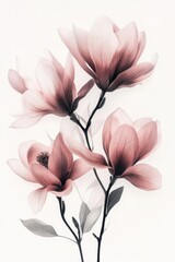 Elegant arrangement of delicate pink magnolia flowers against a white background