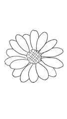 Fototapeta premium Flower without colour
